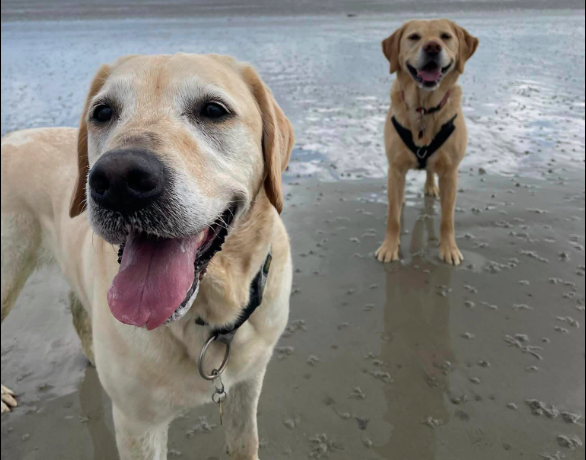 (Images shows guide dogs Nan and Crystal running around and having great fun on the beach on a glorious spring morning)